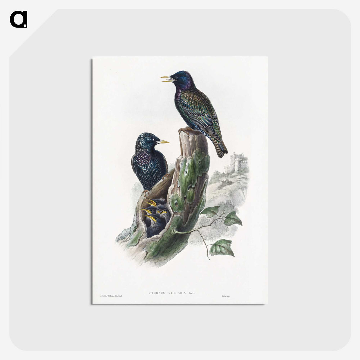 1-93_John-Gould_postcard
