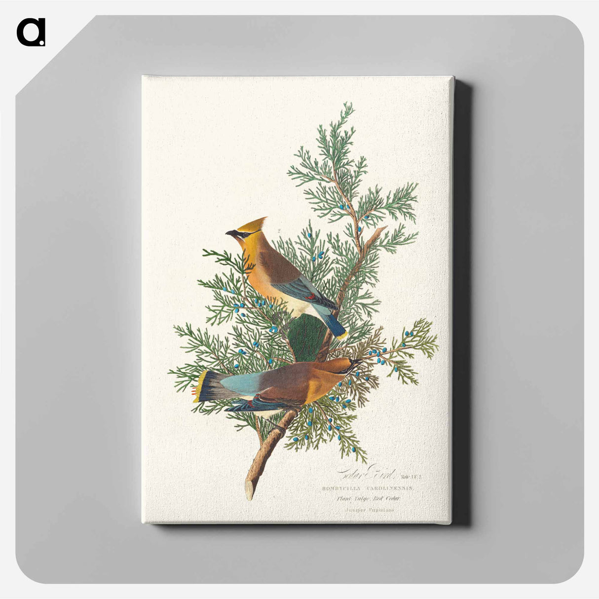 アートパネル-Cedar Bird
- ジョン ジェームス オーデュボン Canvas.