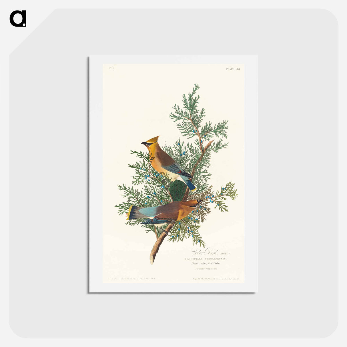 アートポストカード-Cedar Bird
- ジョン ジェームス オーデュボン Postcard.