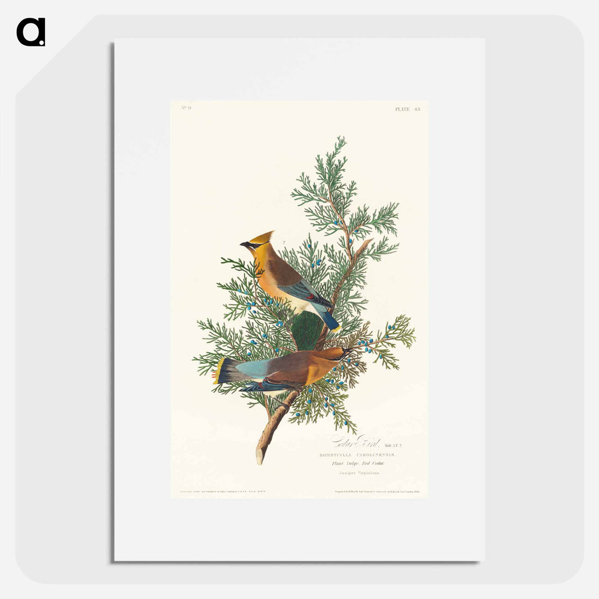 アートポスター-Cedar Bird
- ジョン ジェームス オーデュボン Poster.
