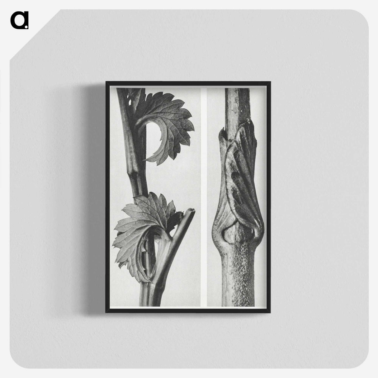 1-93_Karl-Blossfeldt_blk-crop