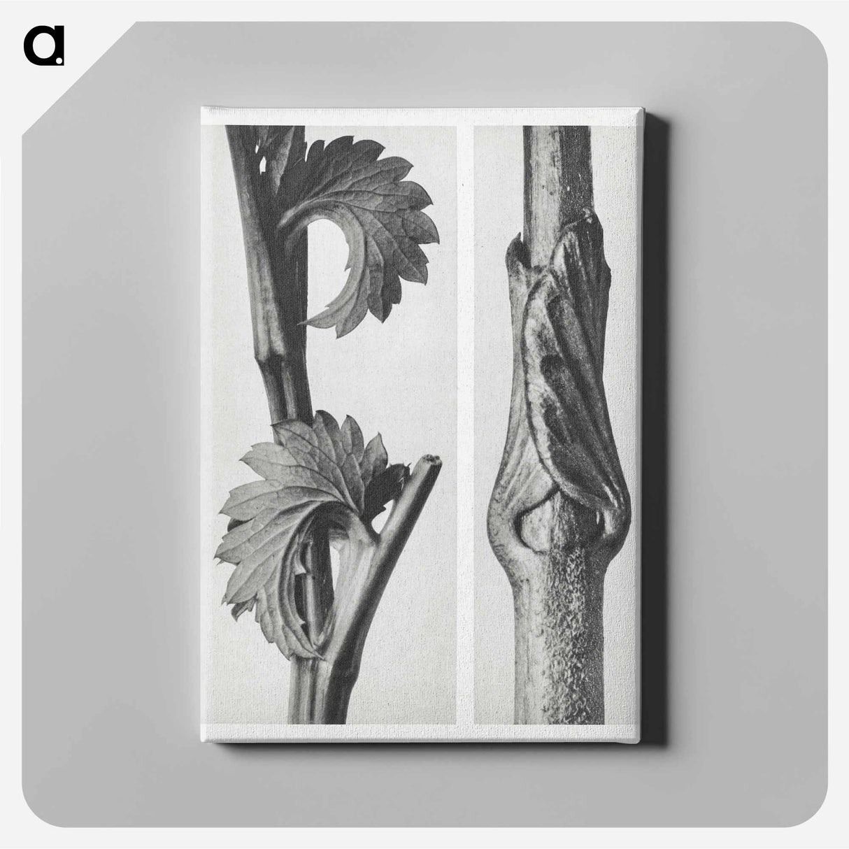 Sanguisorba Canadensis (Canadian burnet) enlarged 8 times and Vincetoxicum Fuscatum (Brown–Flowered Swallow Wort) enlarged 15 times from Urformen der Kunst by . Original from The Rijksmuseum. - Karl Blossfeldt Canvas.