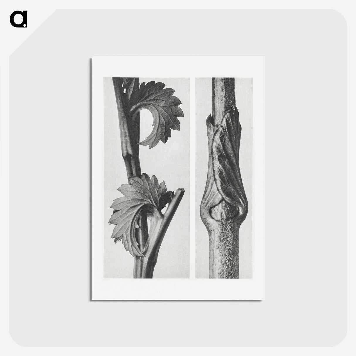 1-93_Karl-Blossfeldt_hagaki
