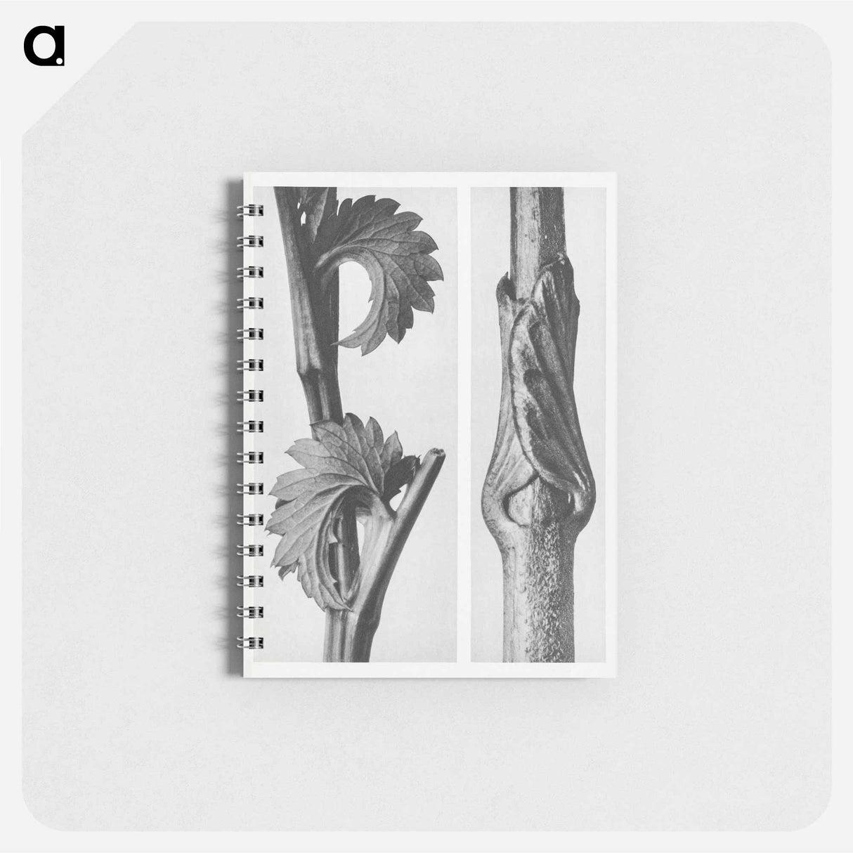 Sanguisorba Canadensis (Canadian burnet) enlarged 8 times and Vincetoxicum Fuscatum (Brown–Flowered Swallow Wort) enlarged 15 times from Urformen der Kunst by . Original from The Rijksmuseum. - カール ブロスフェルト Memo.