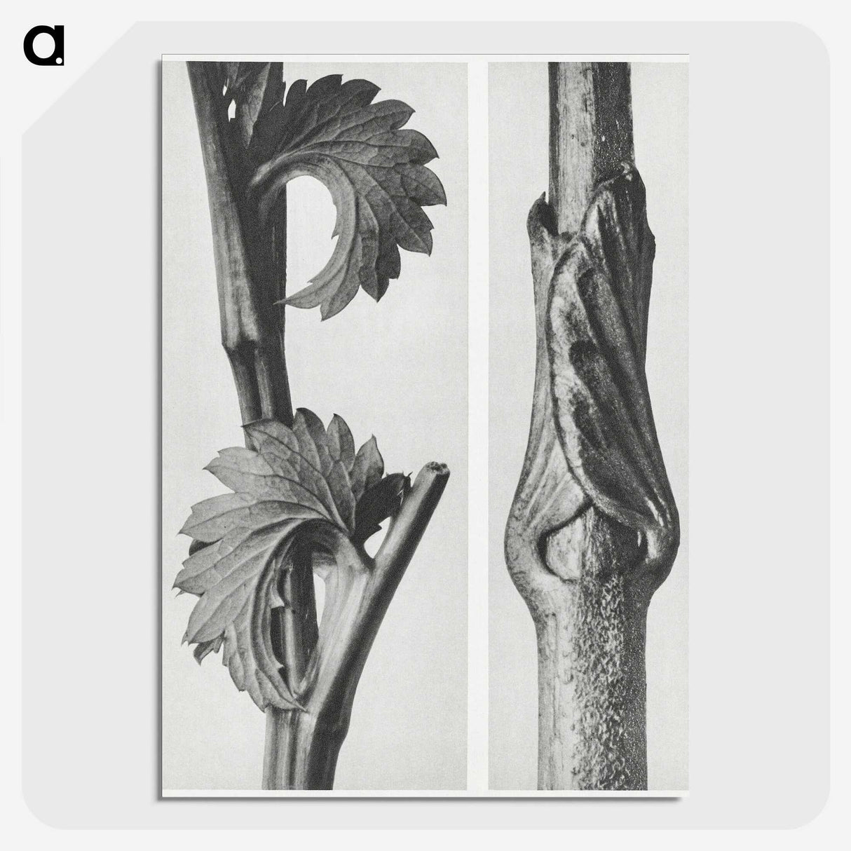 1-93_Karl-Blossfeldt_picture-crop