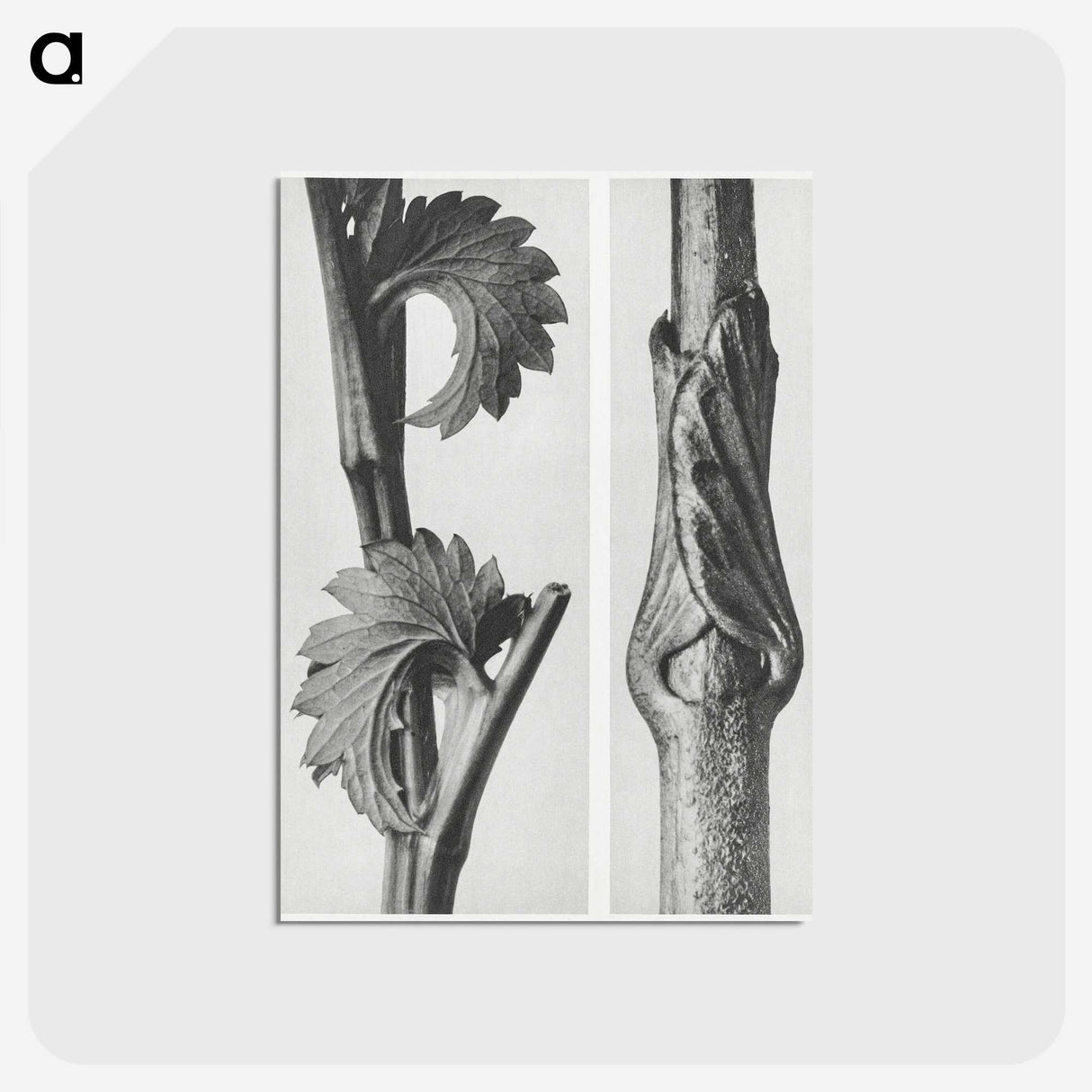 1-93_Karl-Blossfeldt_postcard