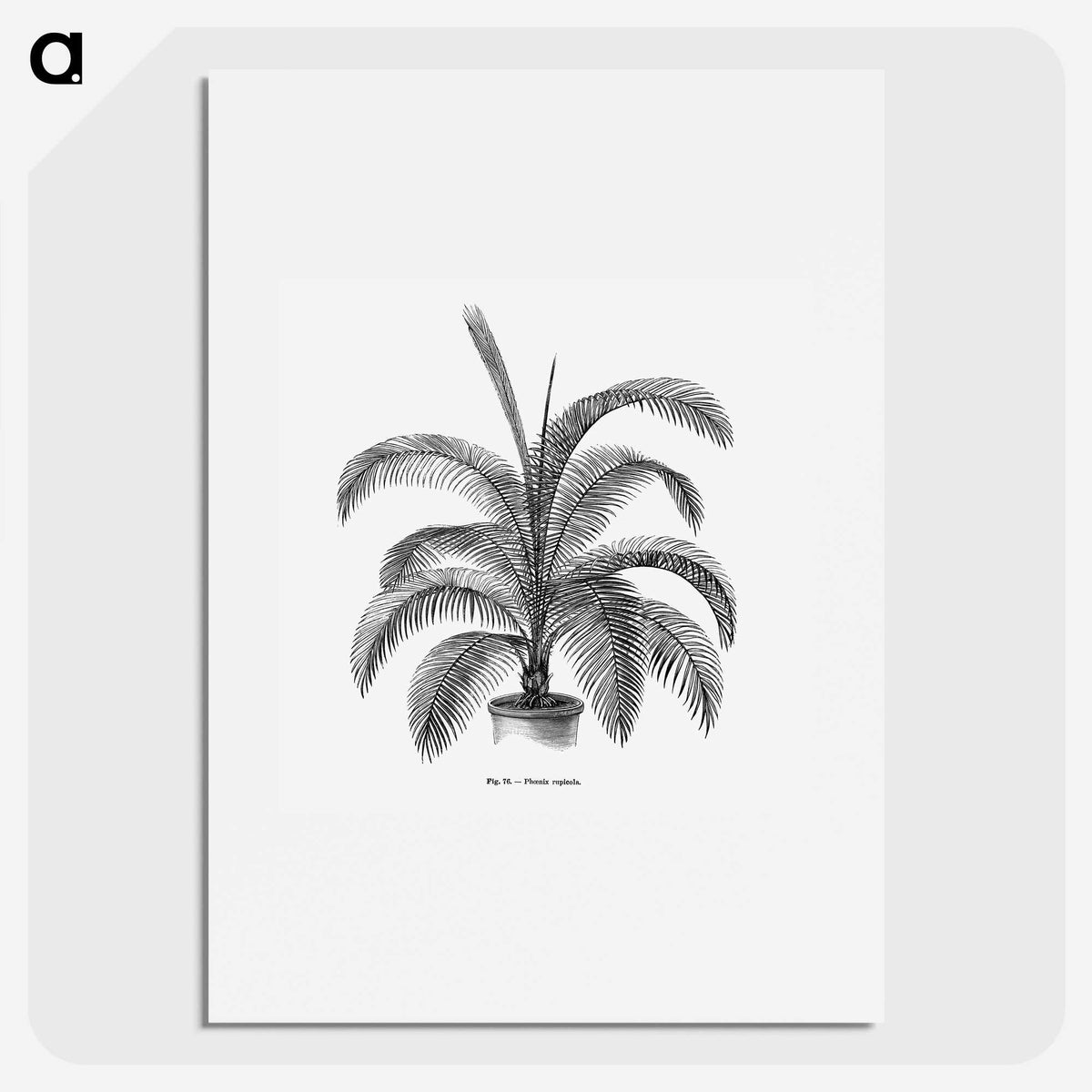 1-93_Les-Palmiers-Histoire-Iconographique_picture
