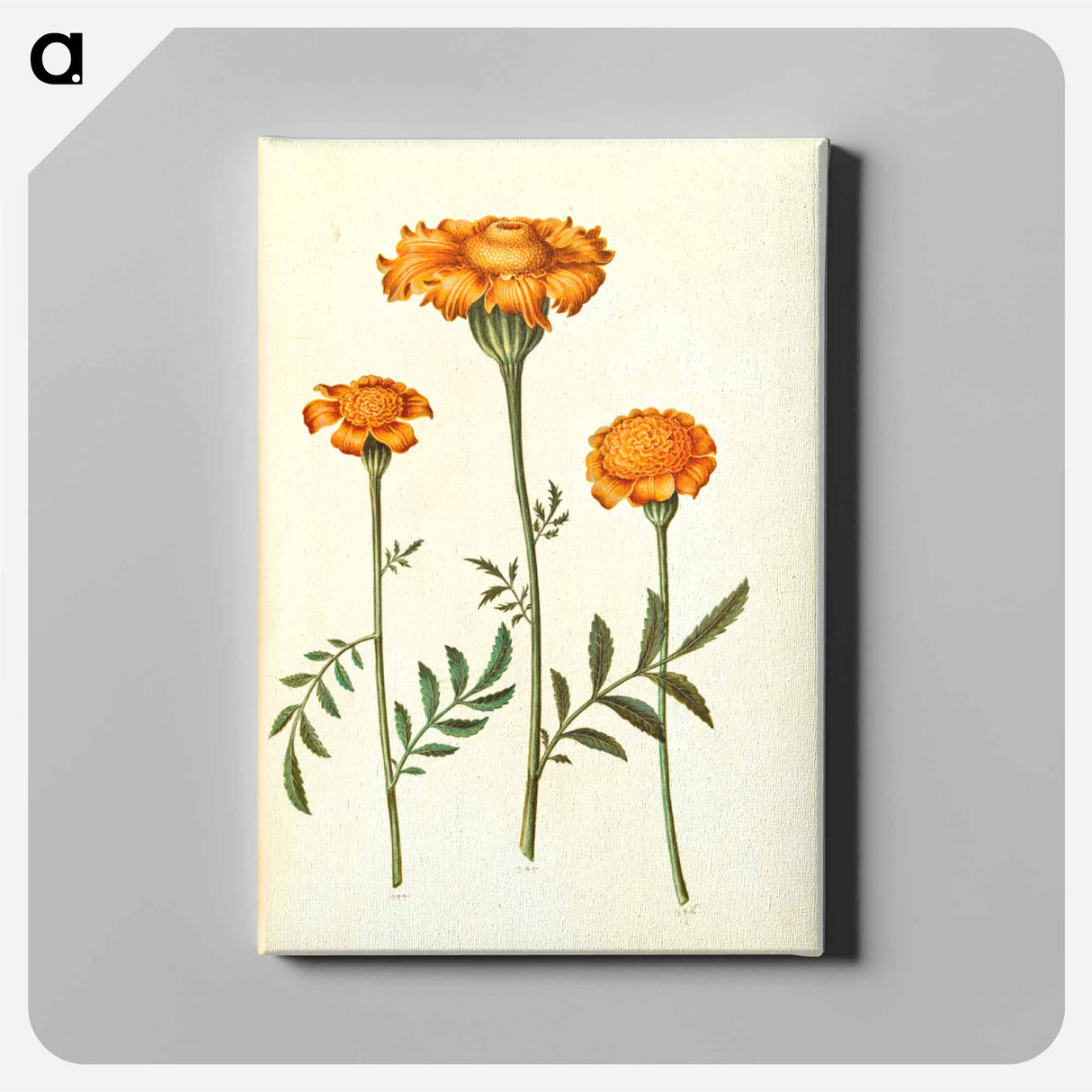 アートパネル-Tagetes Patula
- マリア ジビーラ メーリアン Canvas.