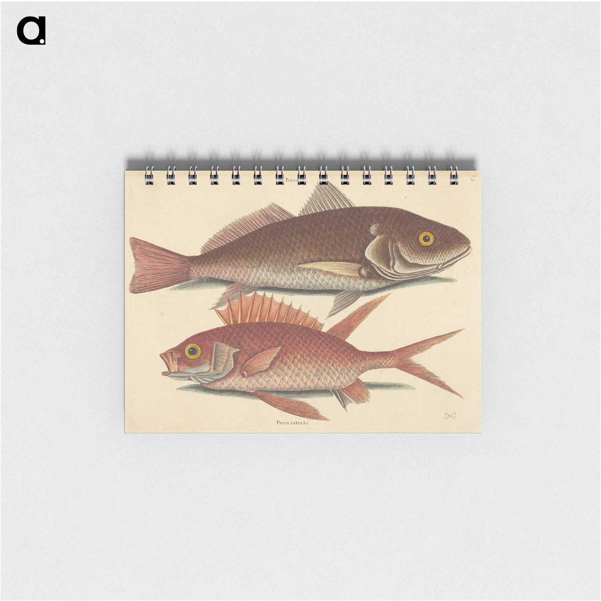 1-93_Mark-Catesby_memo