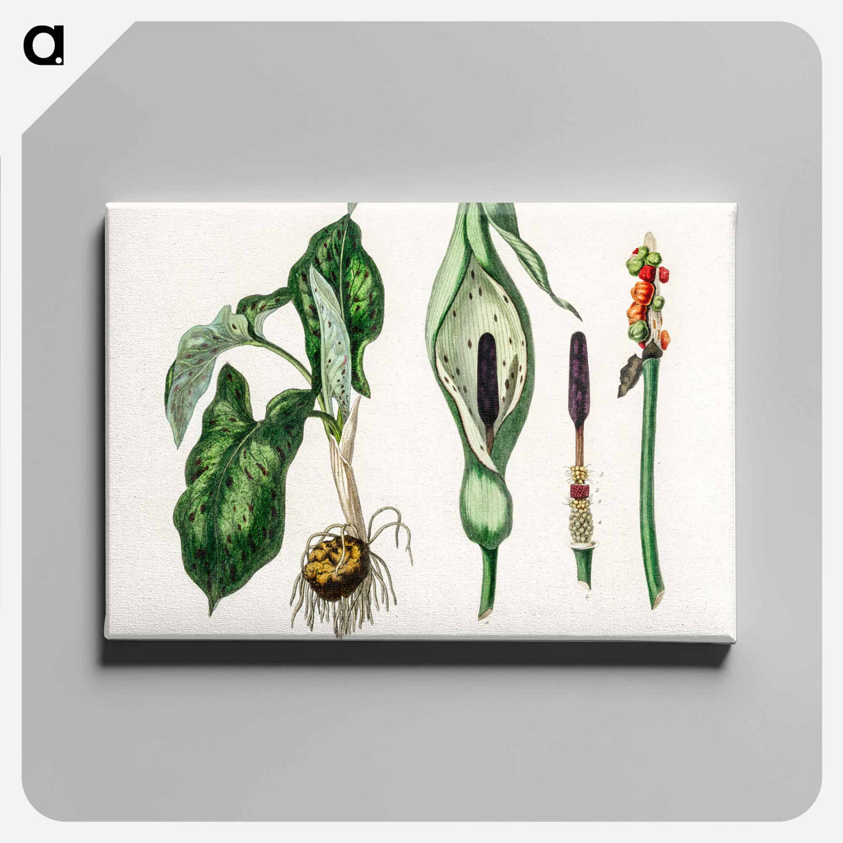 アートパネル-Arum maculatum Illustration
- 薬用植物学 Canvas.
