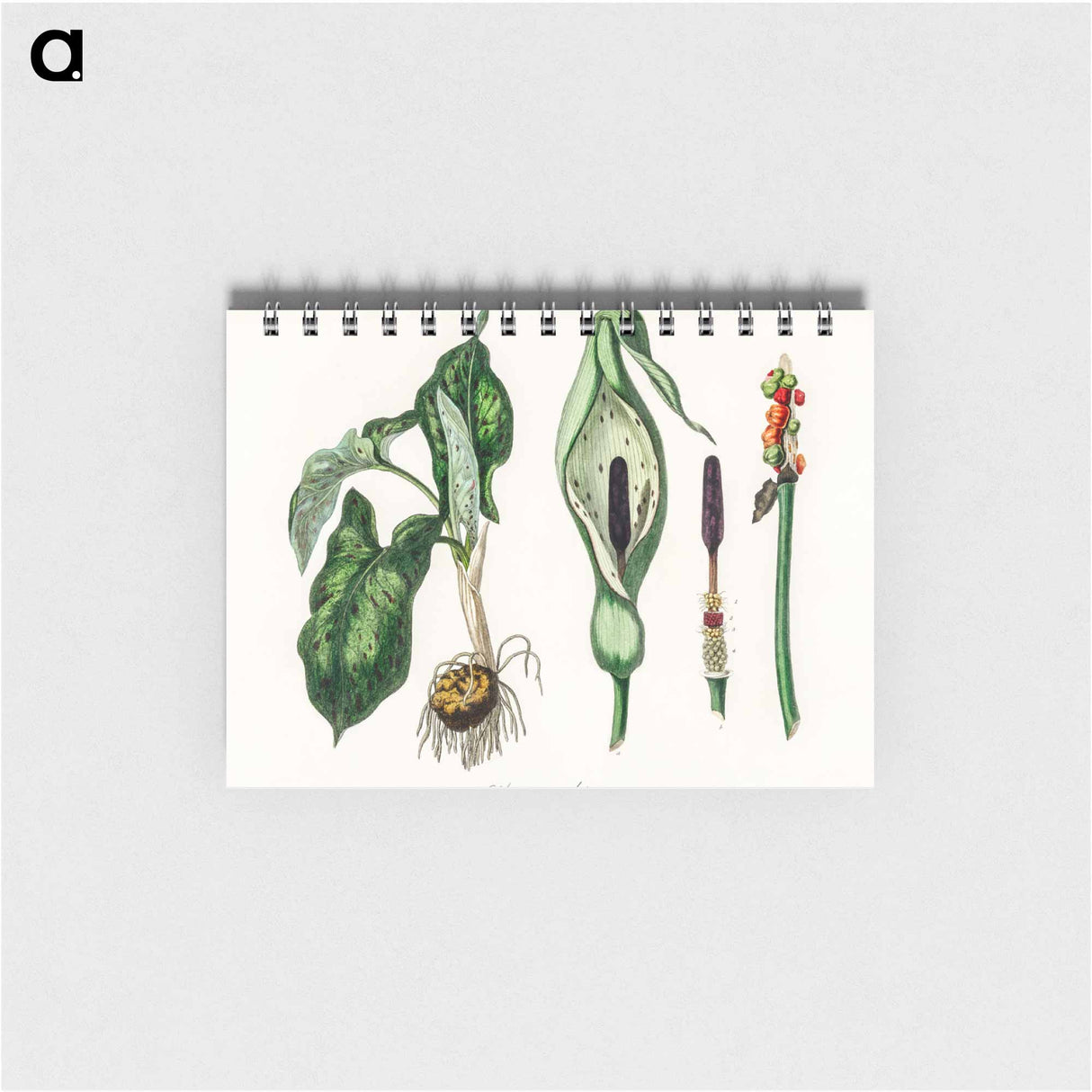 アートメモ帳-Arum maculatum Illustration
- 薬用植物学 Memo.