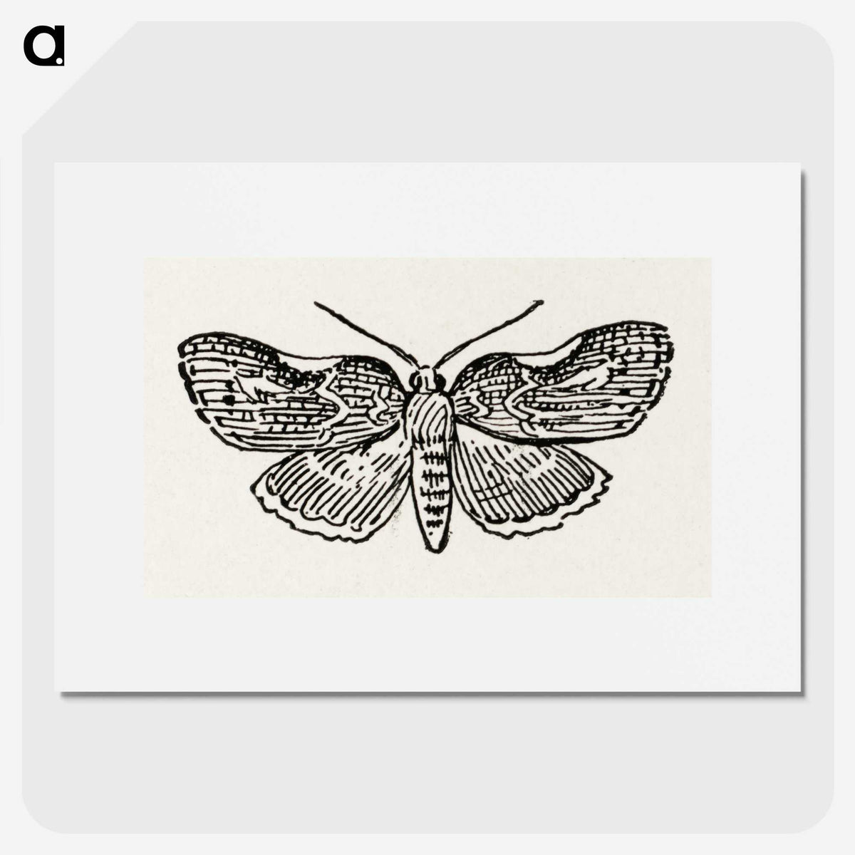 1-93_Moths-and-Butterflies-of-the-United-States_picture