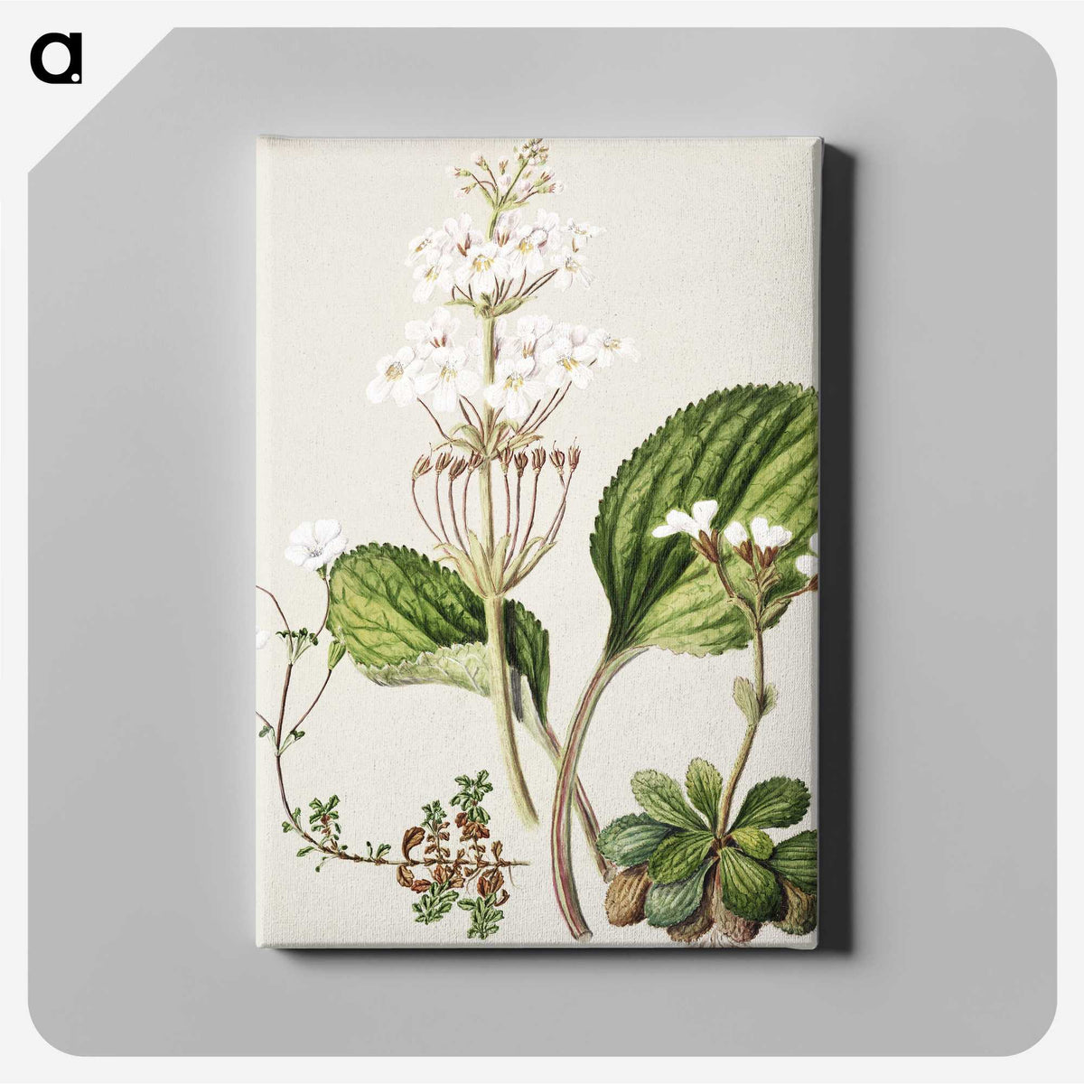 1-93_Native-Flowering-Plants-of-New-Zealand_canvas