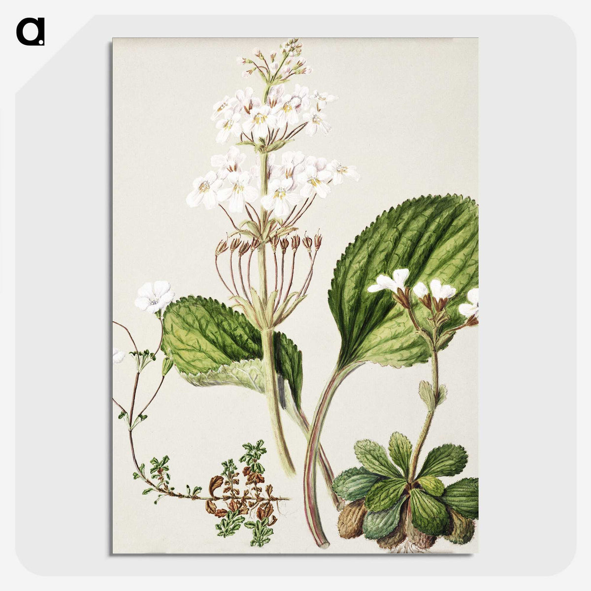 1-93_Native-Flowering-Plants-of-New-Zealand_picture-crop