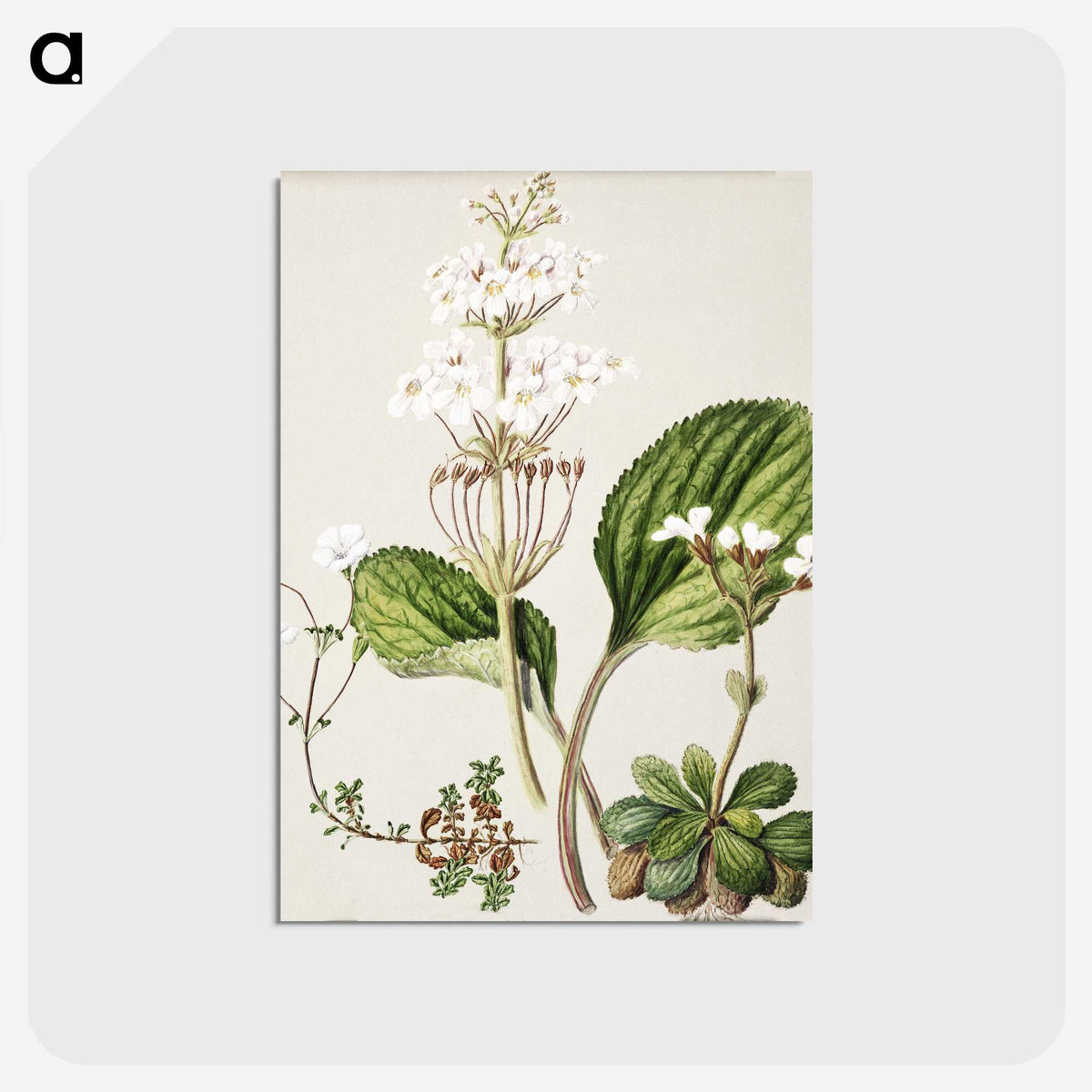 1-93_Native-Flowering-Plants-of-New-Zealand_postcard