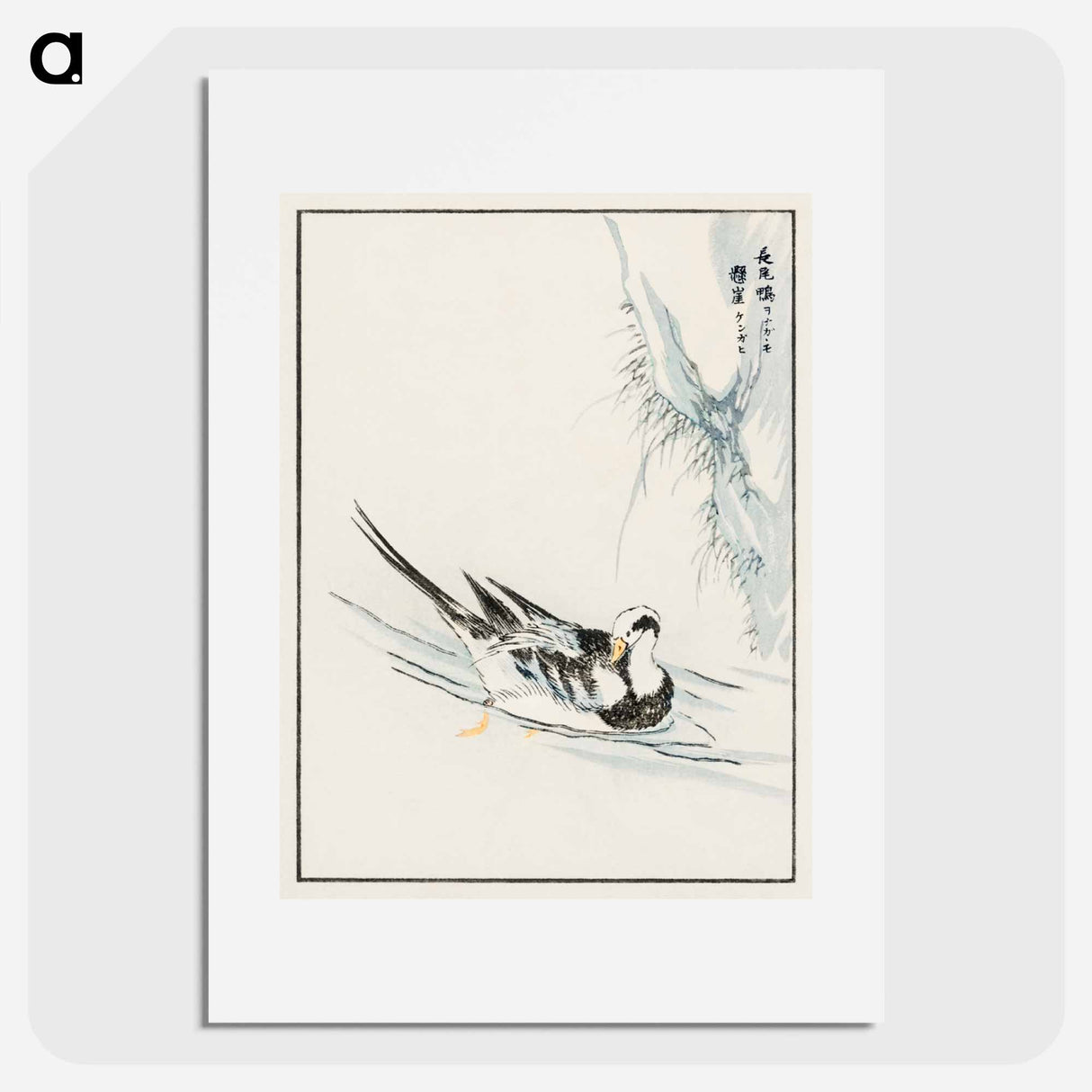 アートポスター-Long-tailed Wild Duck and Cliff
- 鳥類図鑑 Poster.