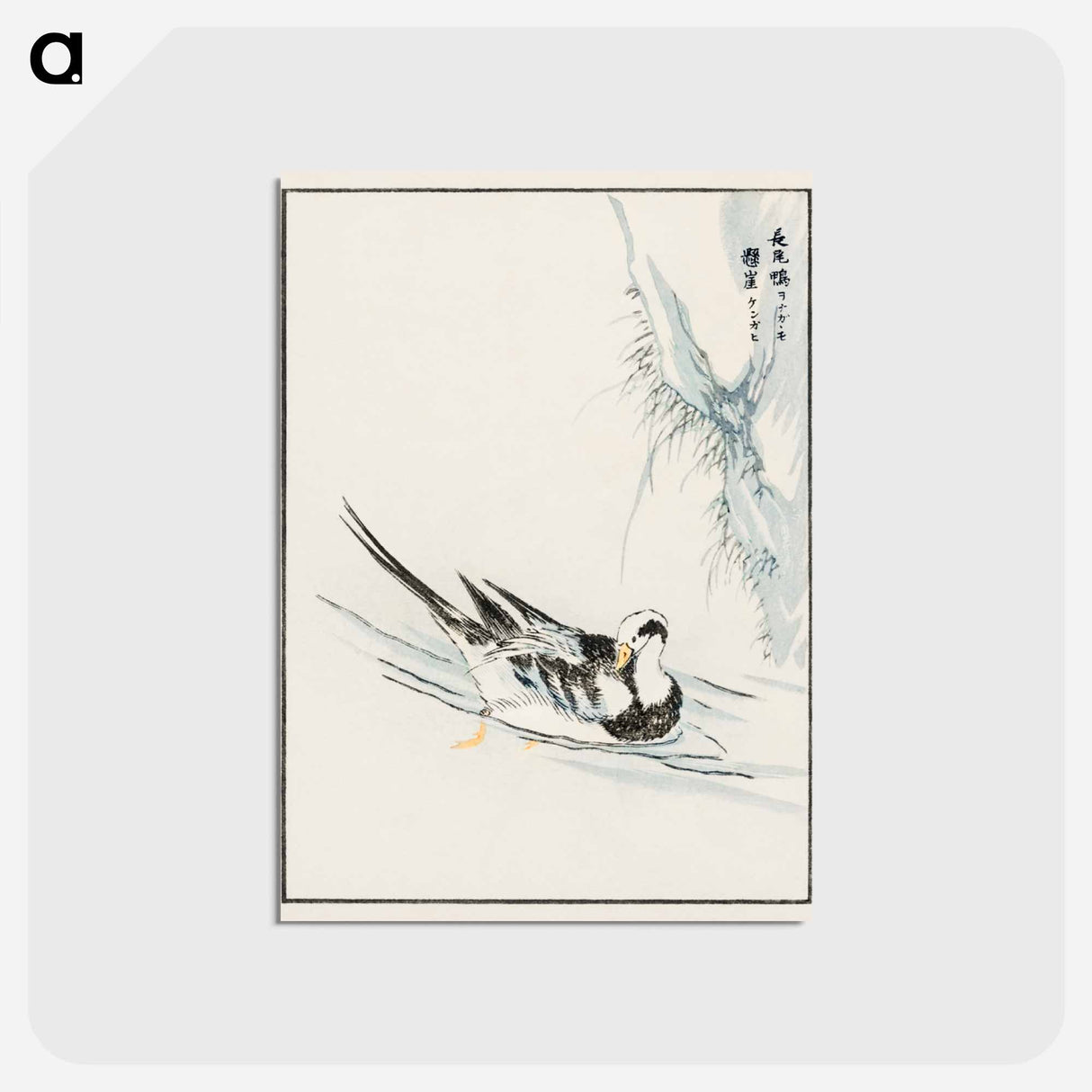 アートポストカード-Long-tailed Wild Duck and Cliff
- 鳥類図鑑 Postcard.