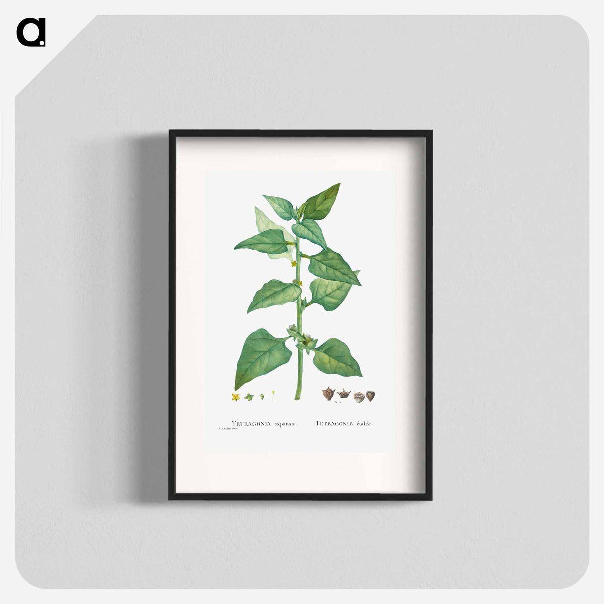 Tetragonia Expansa (New Zealand Spinach) - Pierre-Joseph Redouté Poster.