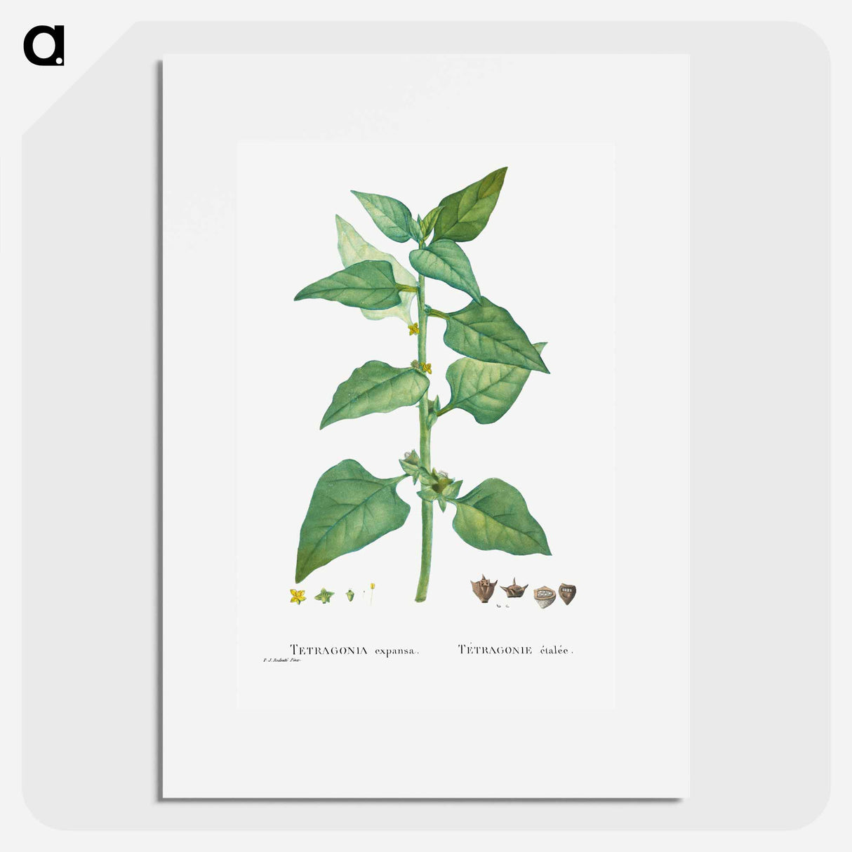 Tetragonia Expansa (New Zealand Spinach) - Pierre-Joseph Redouté Poster.