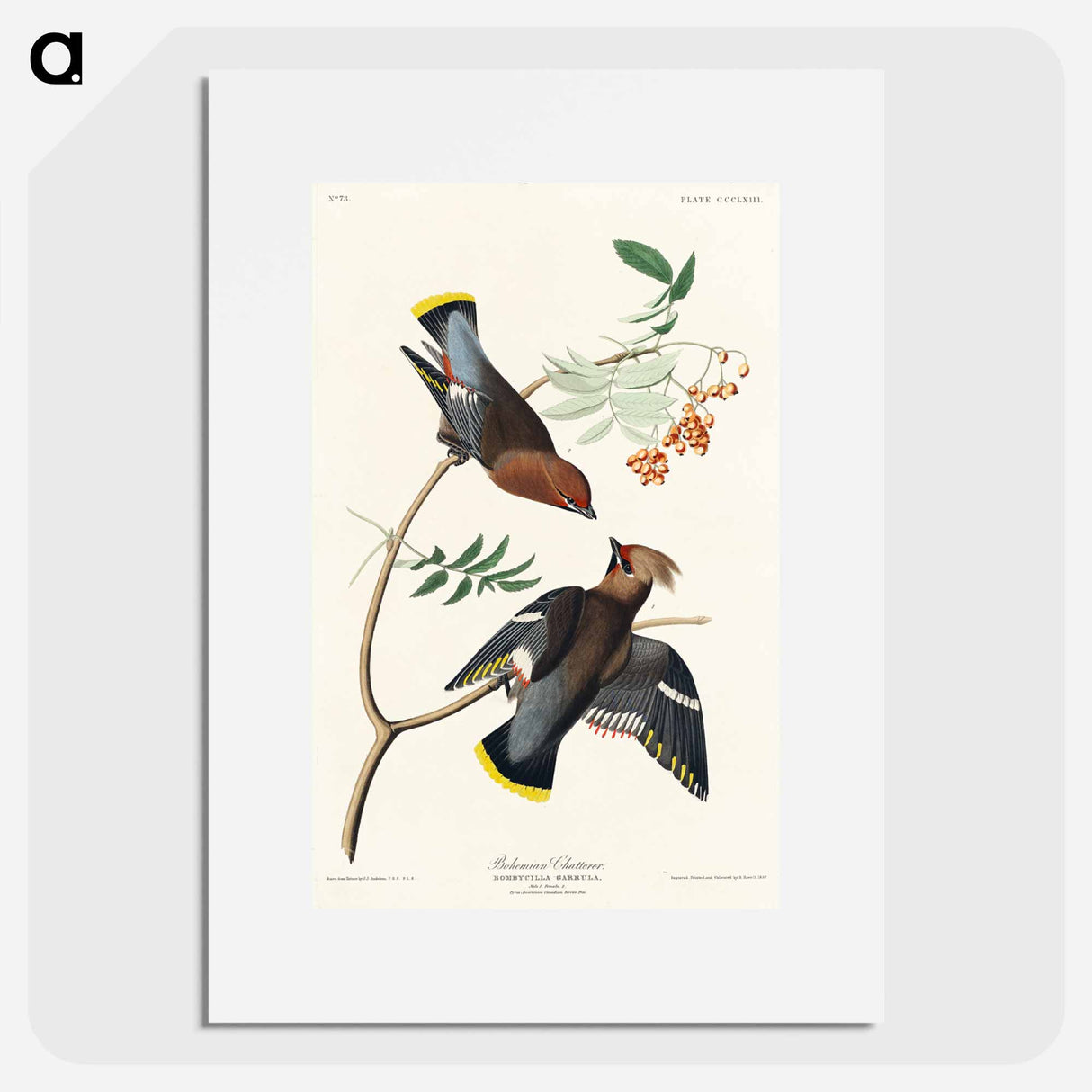 アートポスター-Bohemian Chatterer from Birds of America
- アメリカの鳥たち Poster.