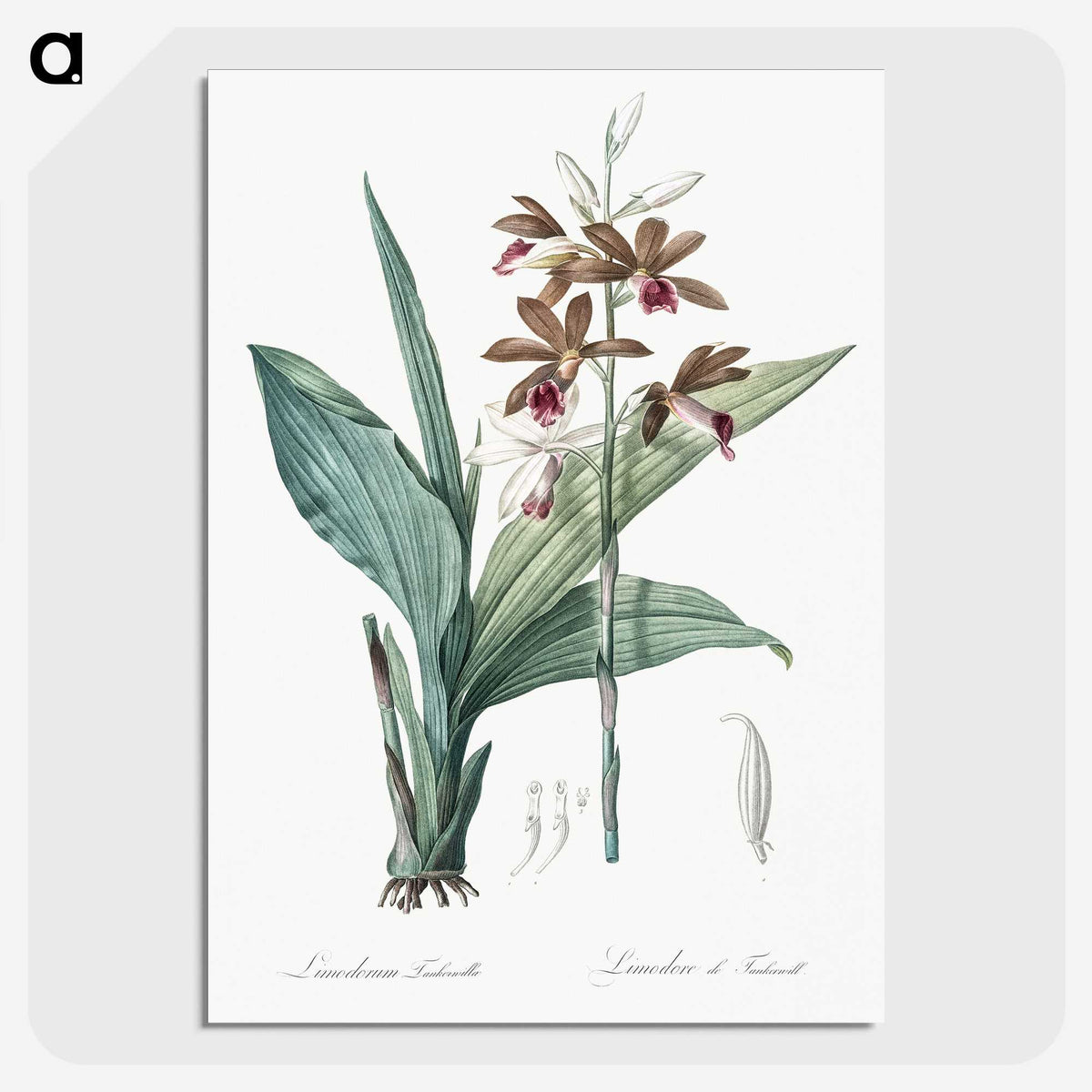 1-93_The-Lilies_picture-crop