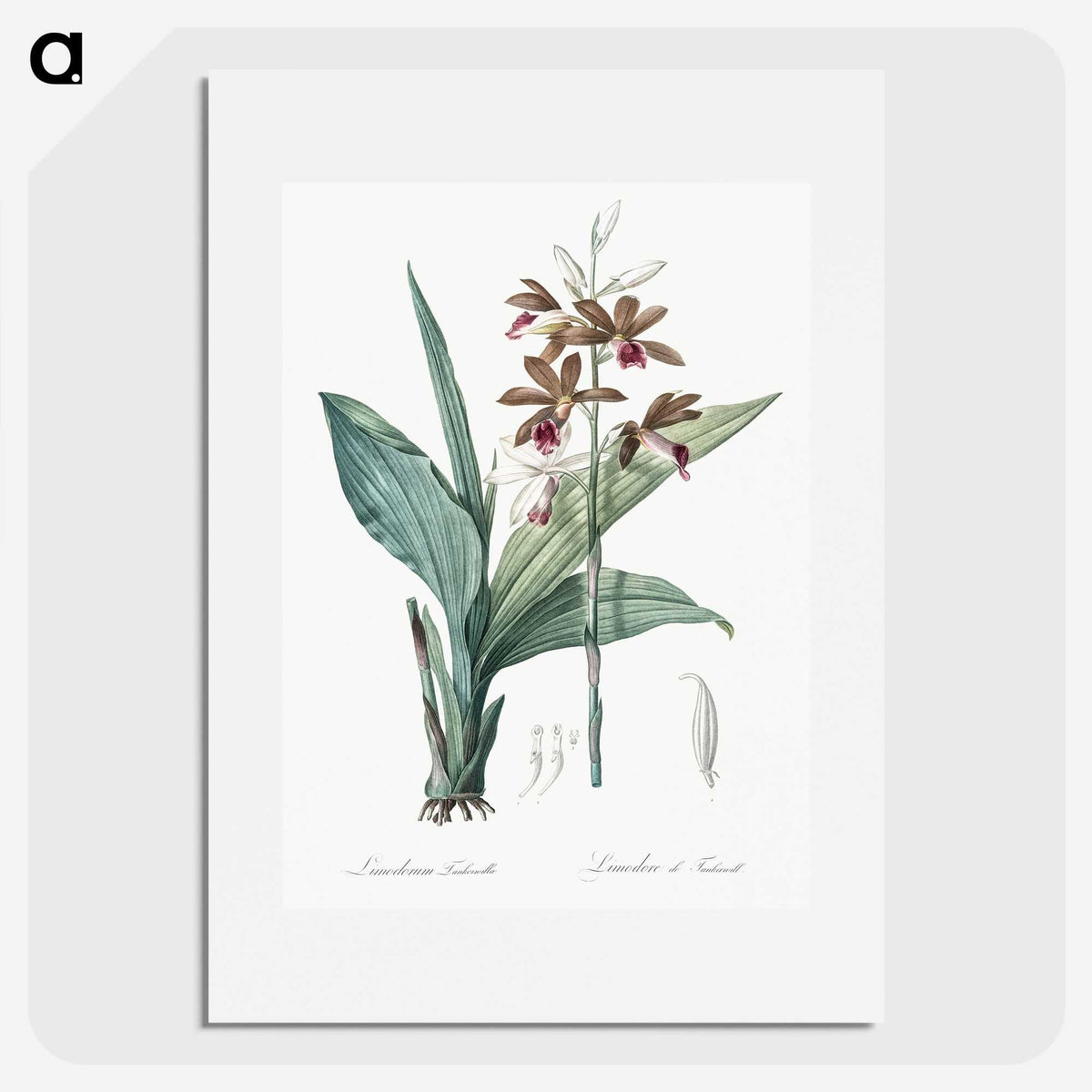 1-93_The-Lilies_picture