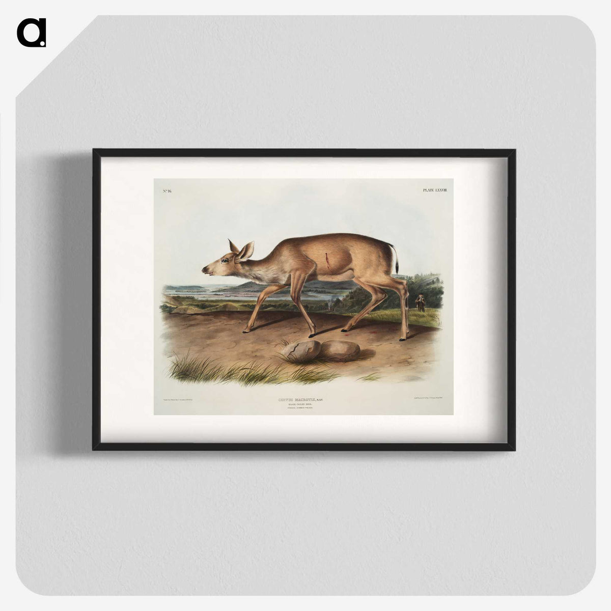 1-93_The-Viviparous-Quadrupeds_blk