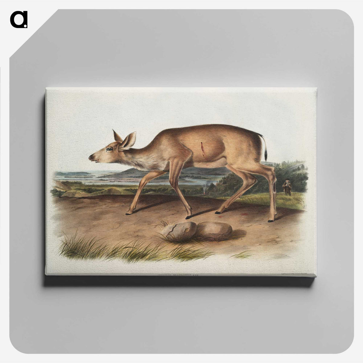 1-93_The-Viviparous-Quadrupeds_canvas