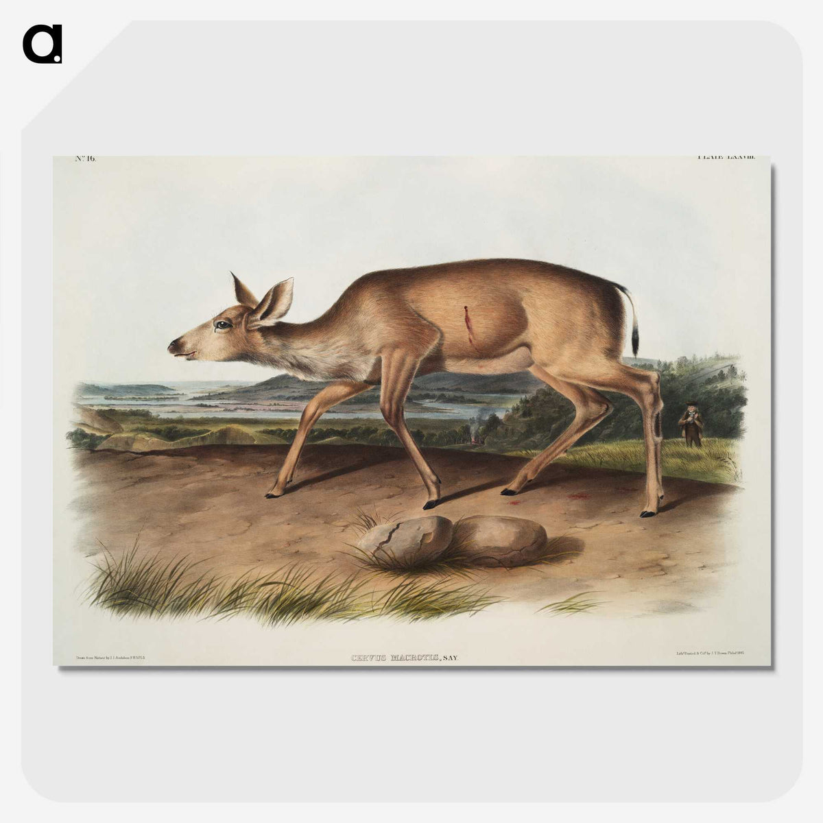 1-93_The-Viviparous-Quadrupeds_picture-crop