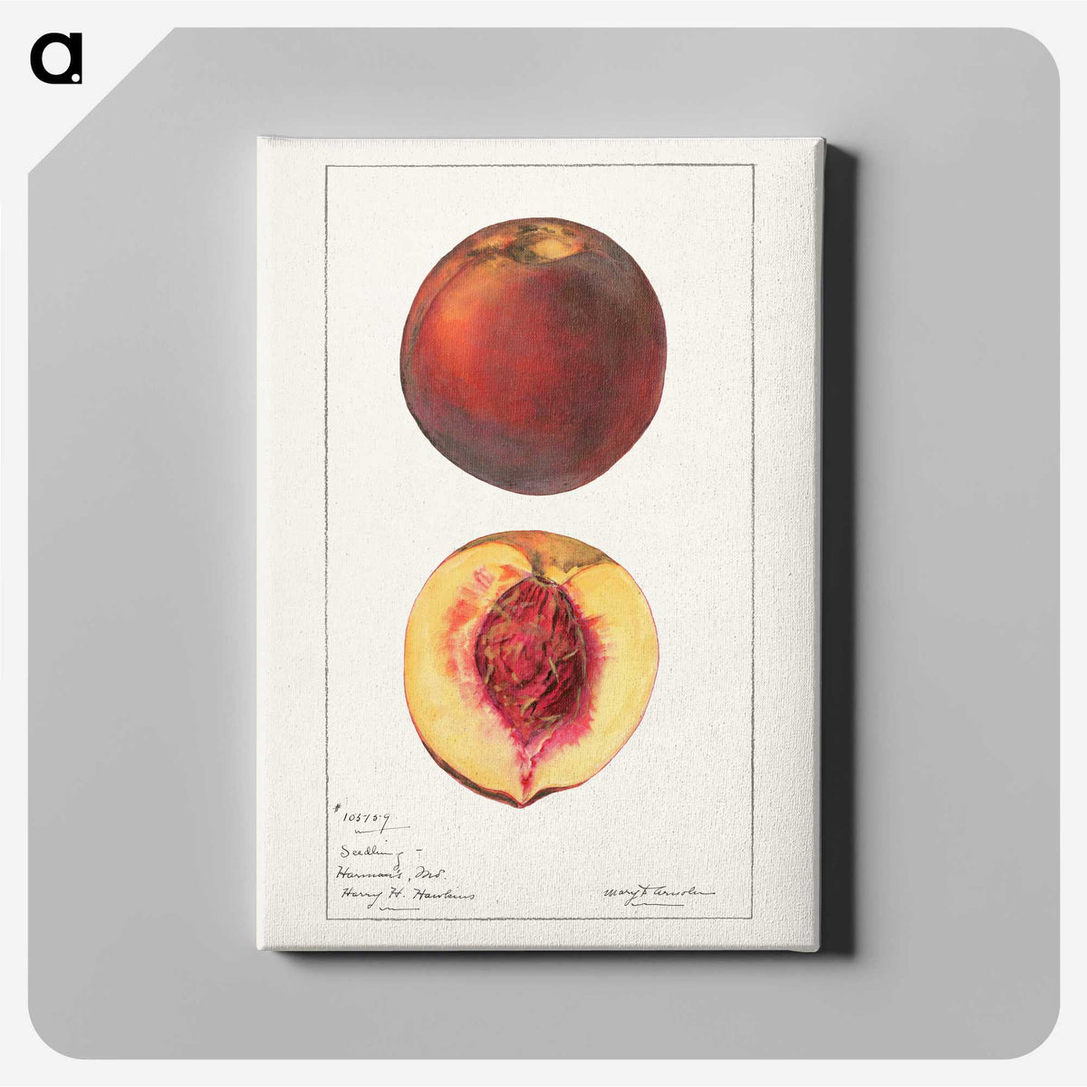 1-93_USDA-Watercolor-Fruit-Painting-Collection_canvas