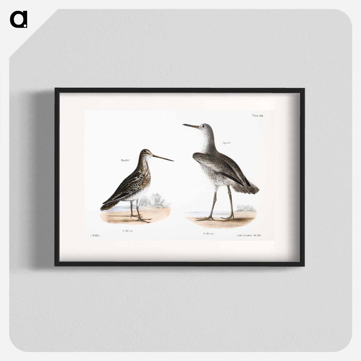 Willet (Totanus semipalmatus) 220. American Snipe (Scolopax wilsoni) - ニューヨークの動物学 Poster.