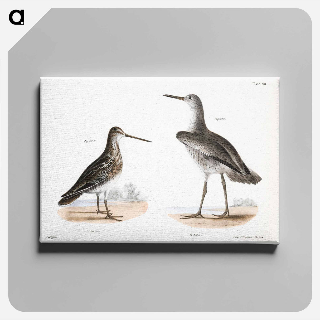 Willet (Totanus semipalmatus) 220. American Snipe (Scolopax wilsoni) - ニューヨークの動物学 Canvas.