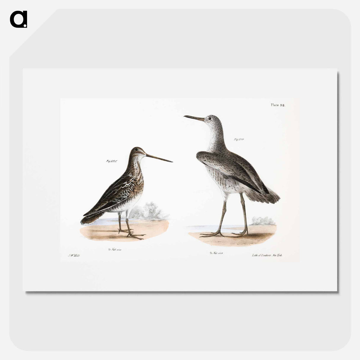 Willet (Totanus semipalmatus) 220. American Snipe (Scolopax wilsoni) - ニューヨークの動物学 Poster.
