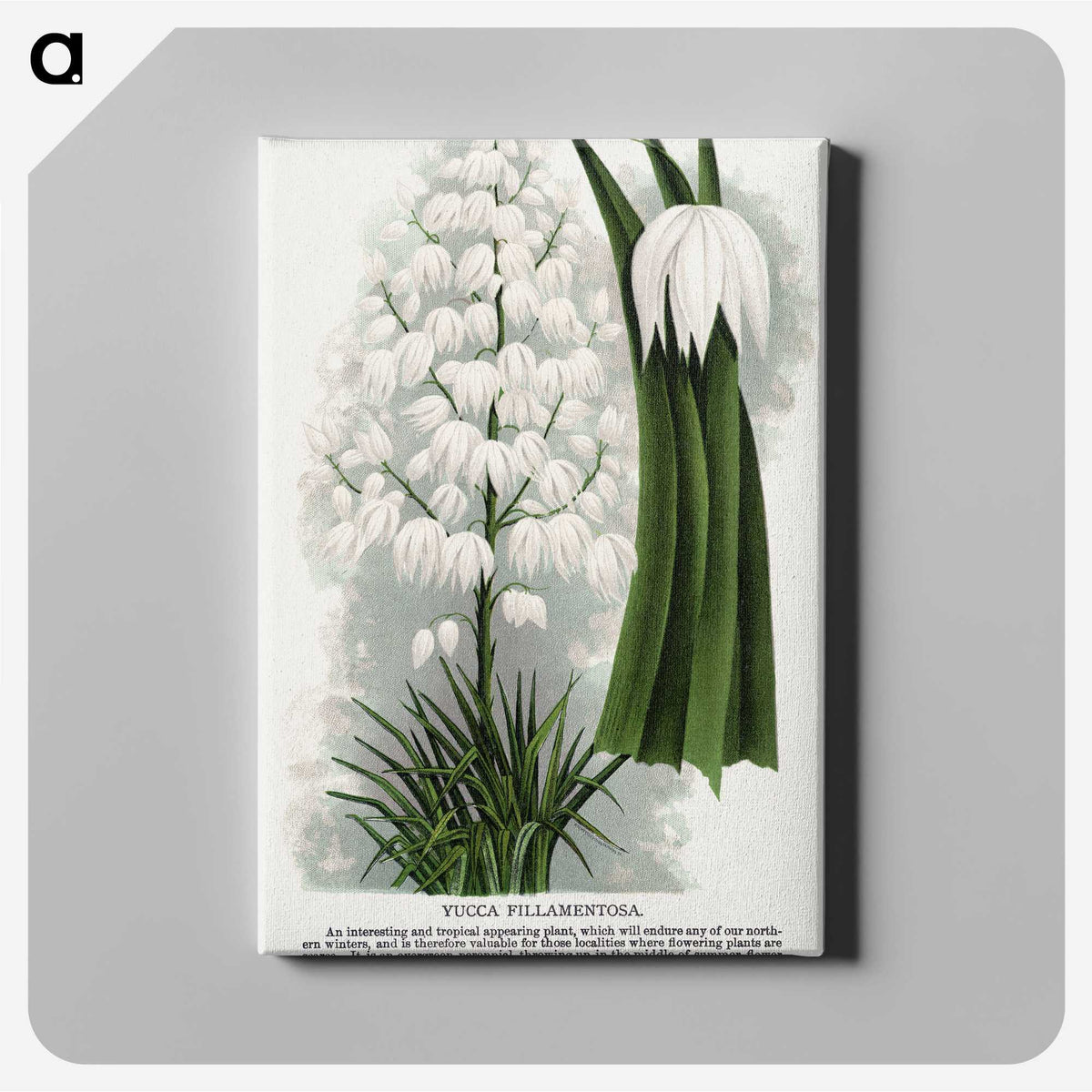 1-94_Botanical-Specimen-Plates_canvas