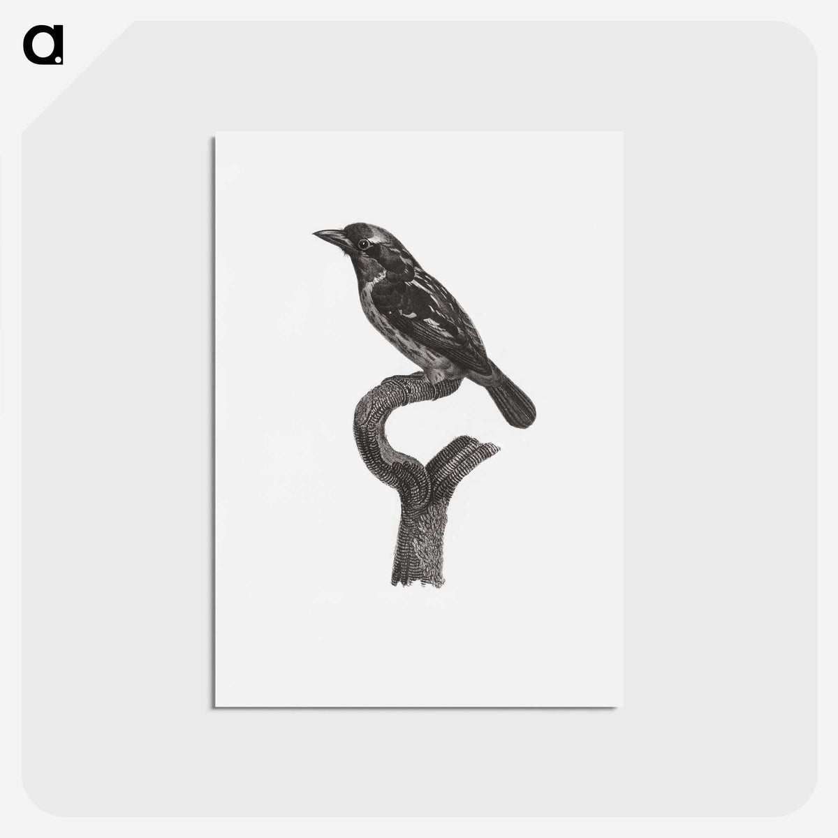 1-94_Des-Oiseaux-de-Paradis_postcard