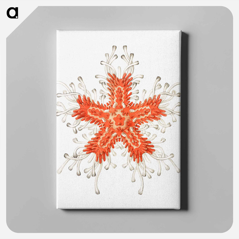 Vintage starfish marine life illustration - エルンスト ヘッケル Canvas.