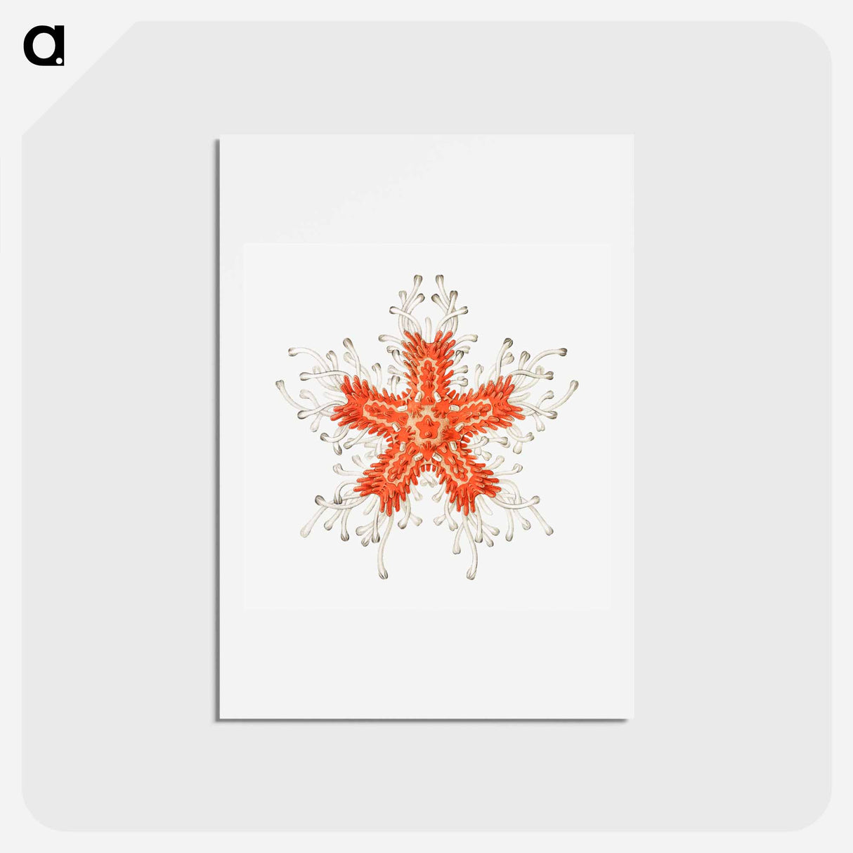 アートポストカード-Vintage starfish marine life illustration - エルンスト ヘッケル Postcard.