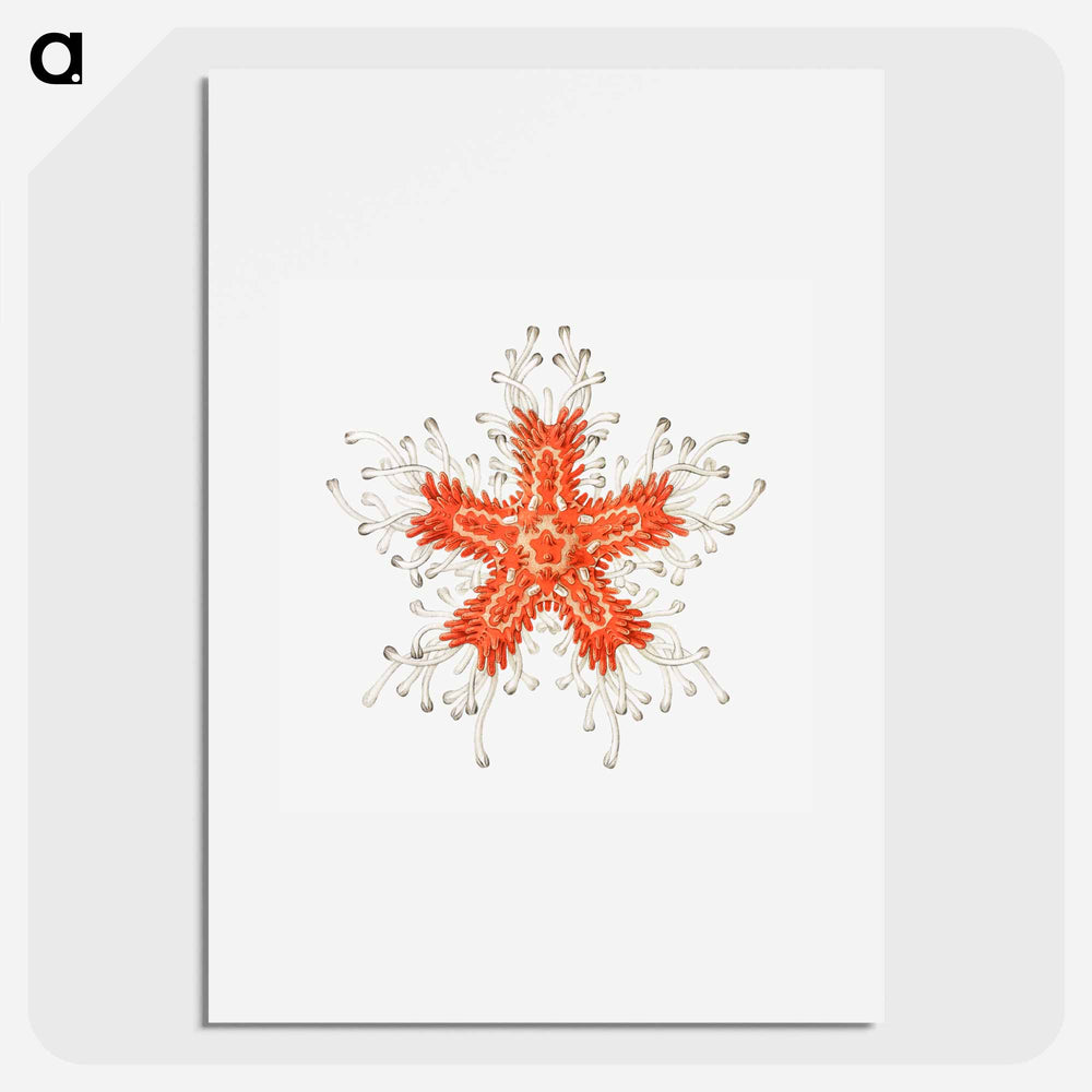 Vintage starfish marine life illustration - エルンスト ヘッケル Poster.