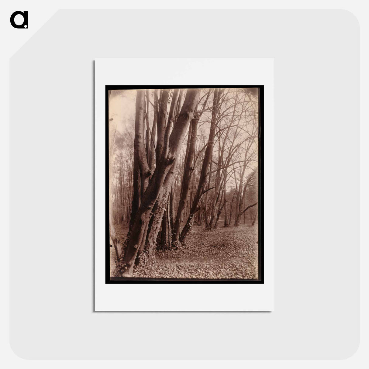 アートポストカード-The Park at Saint-Cloud
- ウジェーヌ アジェ Postcard.