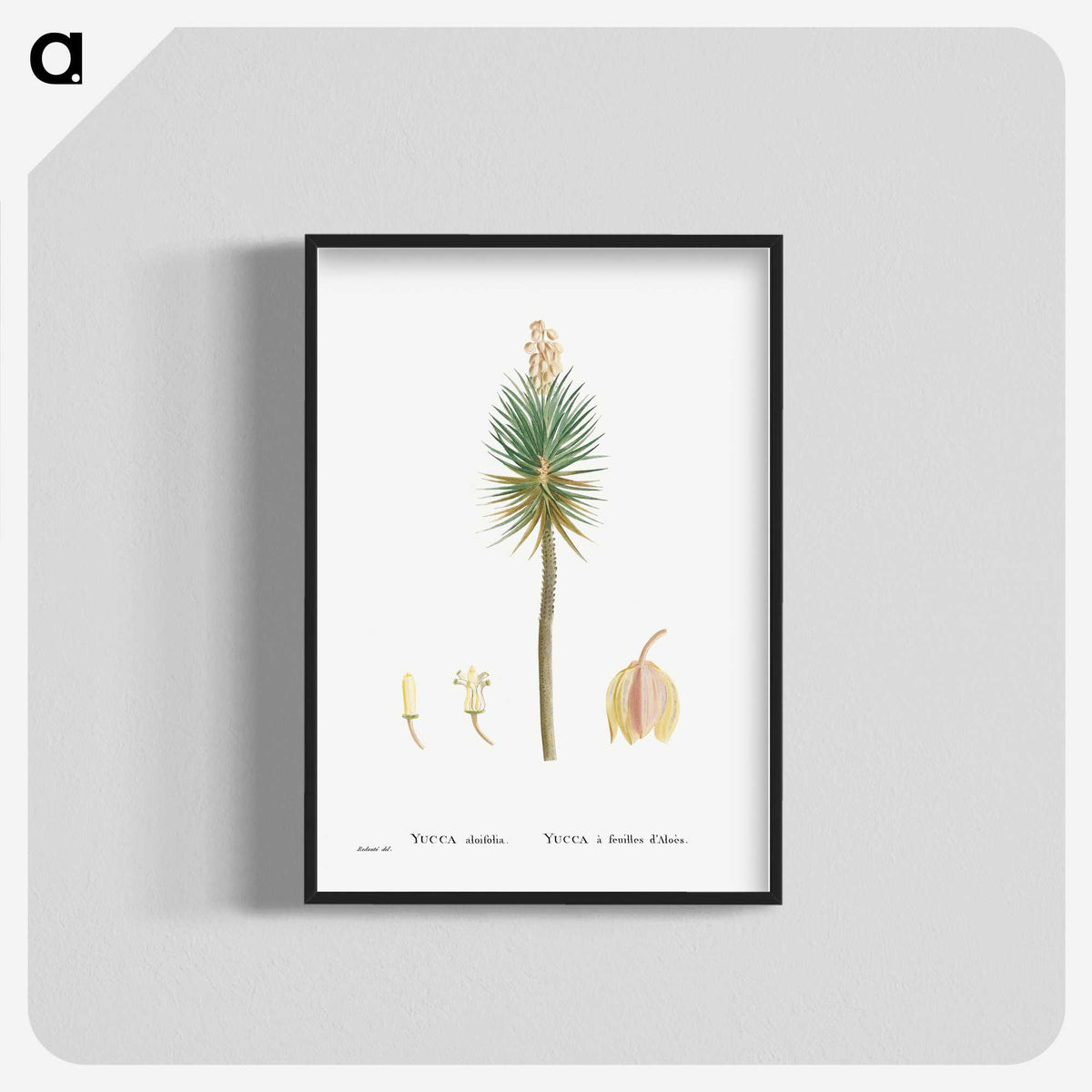1-94_Histoire-des-Plantes-Grasses_blk-crop
