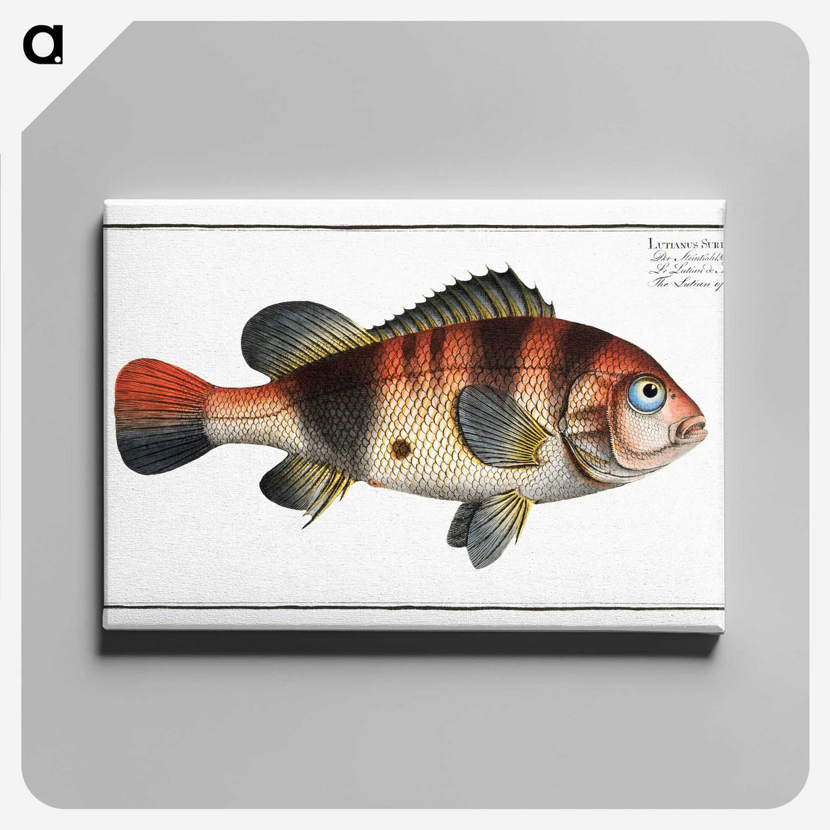 1-94_Ichtyologie-ou-Histoire-naturelle_canvas