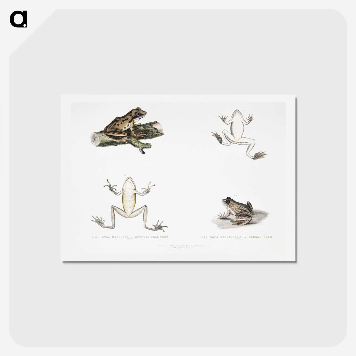 1-94_Indian-Zoology_hagaki