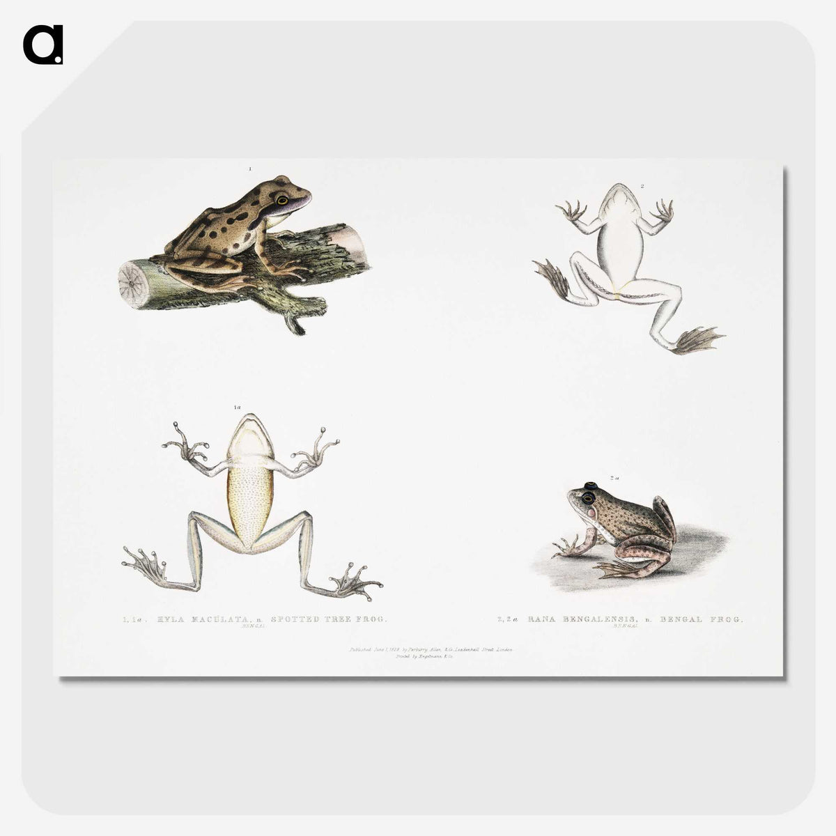 1-94_Indian-Zoology_picture-crop