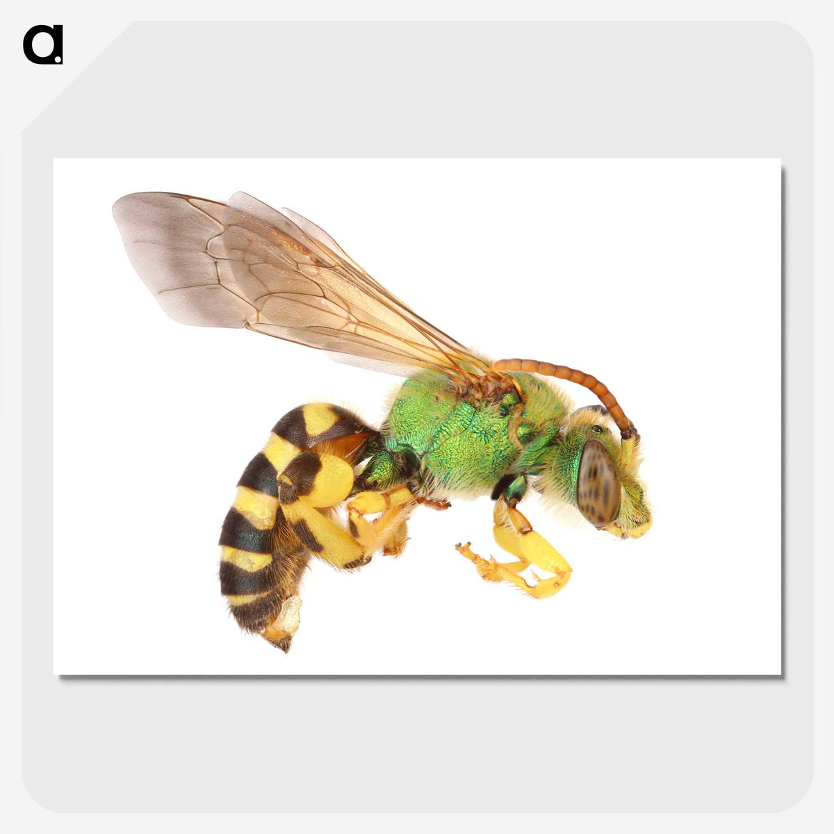 1-94_Insects-Unlocked-Project_picture-crop