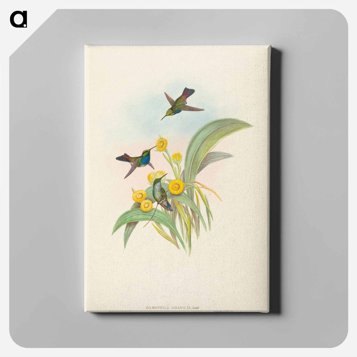 アートパネル-Blue-breasted Hummingbird
- ジョン グールド Canvas.