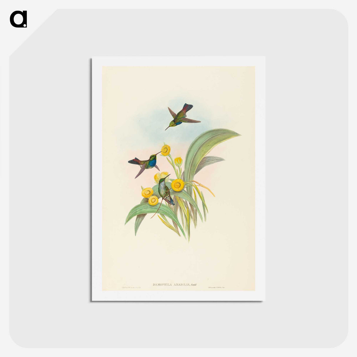 1-94_John-Gould_hagaki