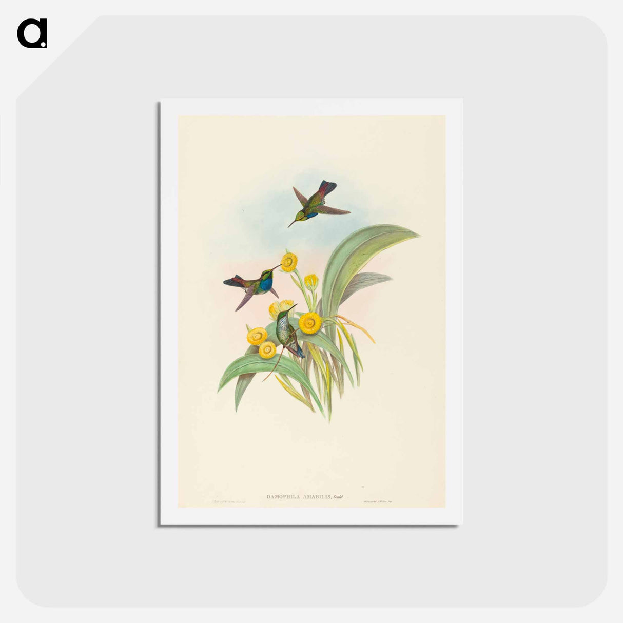 アートポストカード-Blue-breasted Hummingbird
- ジョン グールド Postcard.