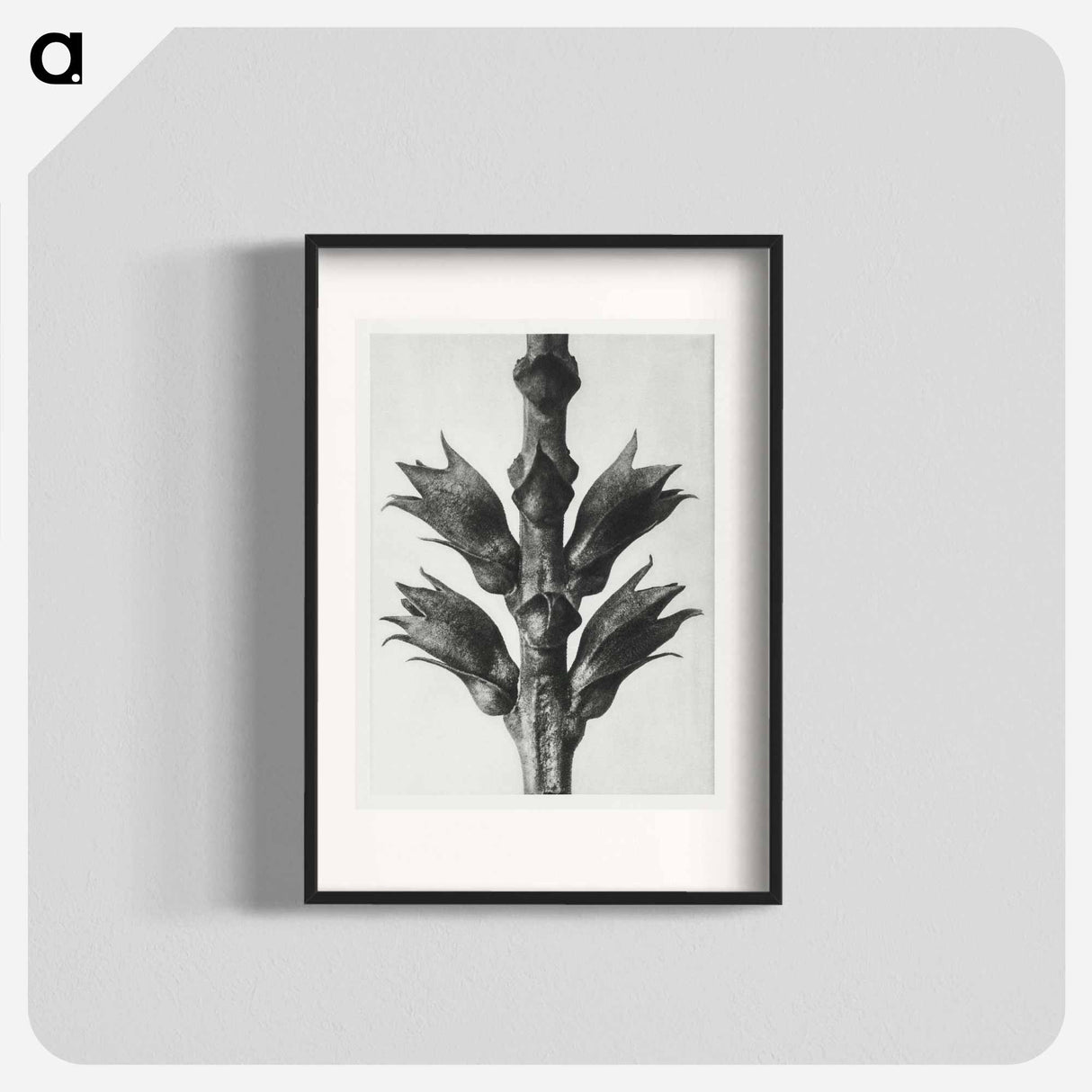 Physostegia Virginiana (Virginian False Dragon–head) - Karl Blossfeldt Poster.