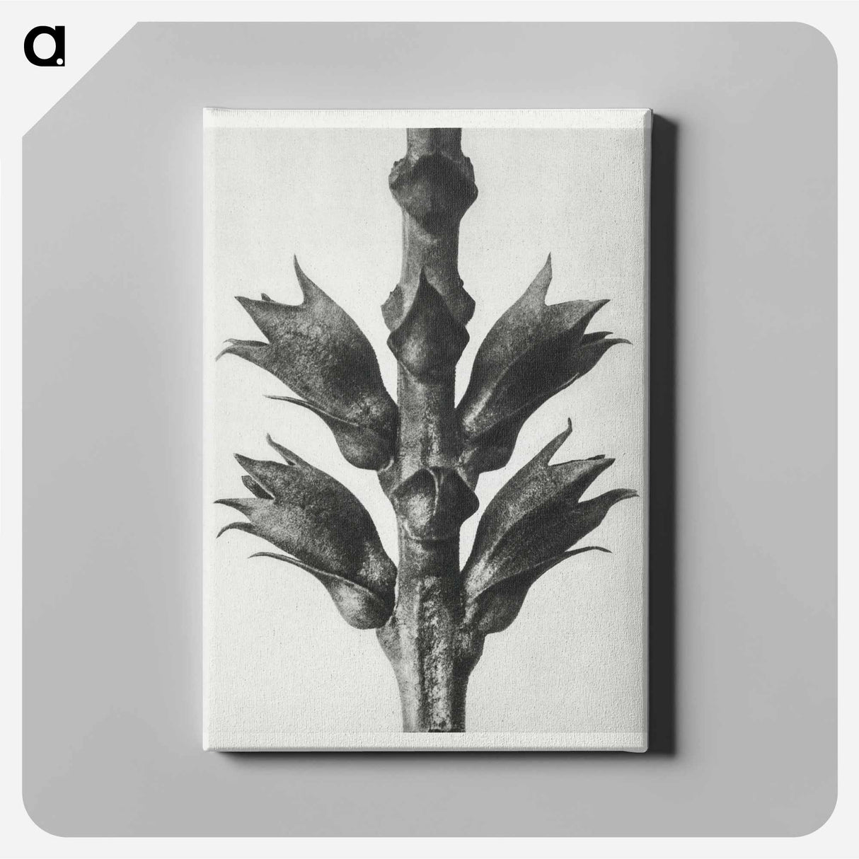 Physostegia Virginiana (Virginian False Dragon–head) – Karl Blossfeldt Canvas.