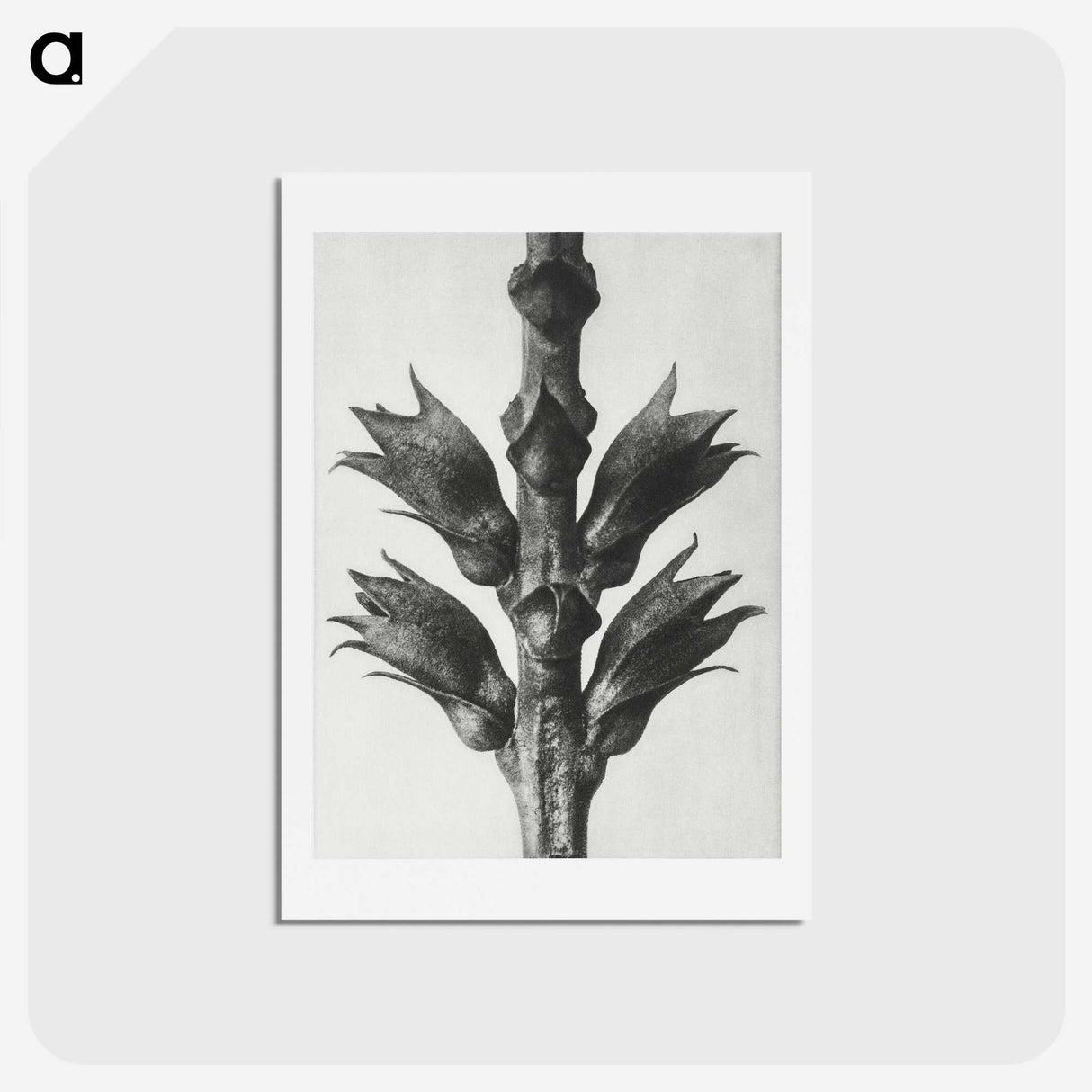 1-94_Karl-Blossfeldt_hagaki